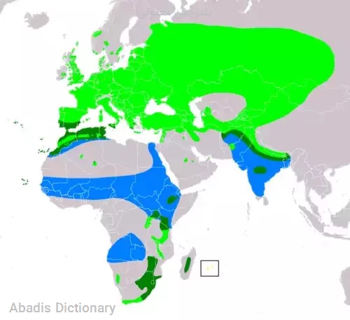 بلدرچین معمولی